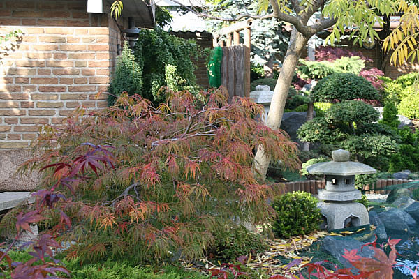 acer