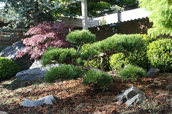 bjergfyr pinus mingo