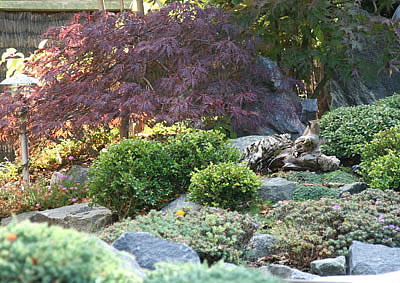 acer