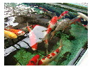 thumbnail41