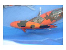thumbnail11