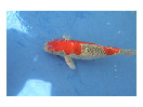 thumbnail6