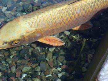 Carp pox p japansk koikarpe