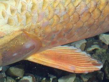 Carp pox på japansk koikarpe