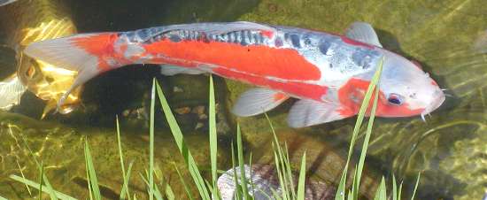 nyudsatte koi - en shusuri