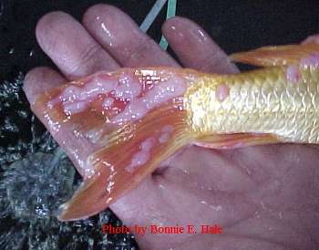 carp pox