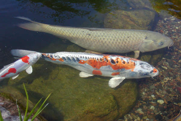 nyudsatte koi