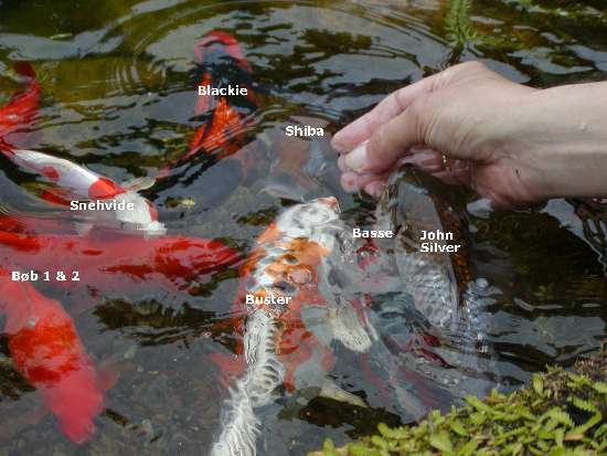 håndtamme koi ved fordringstid