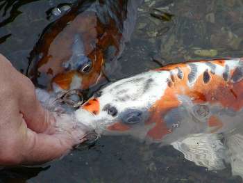 hndtamme koi i flok