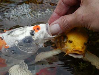 hndtamme koi i flok