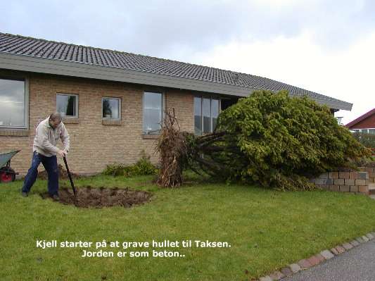 forsigtig start på en have bonsai