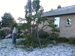 japansk have start på klodetræ el. have bonsai