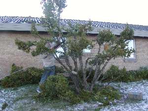 japansk have start p klodetr el. have bonsai