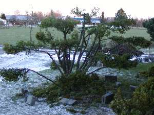 japansk have start på klodetræ el. have bonsai en taks