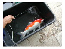 thumbnail1